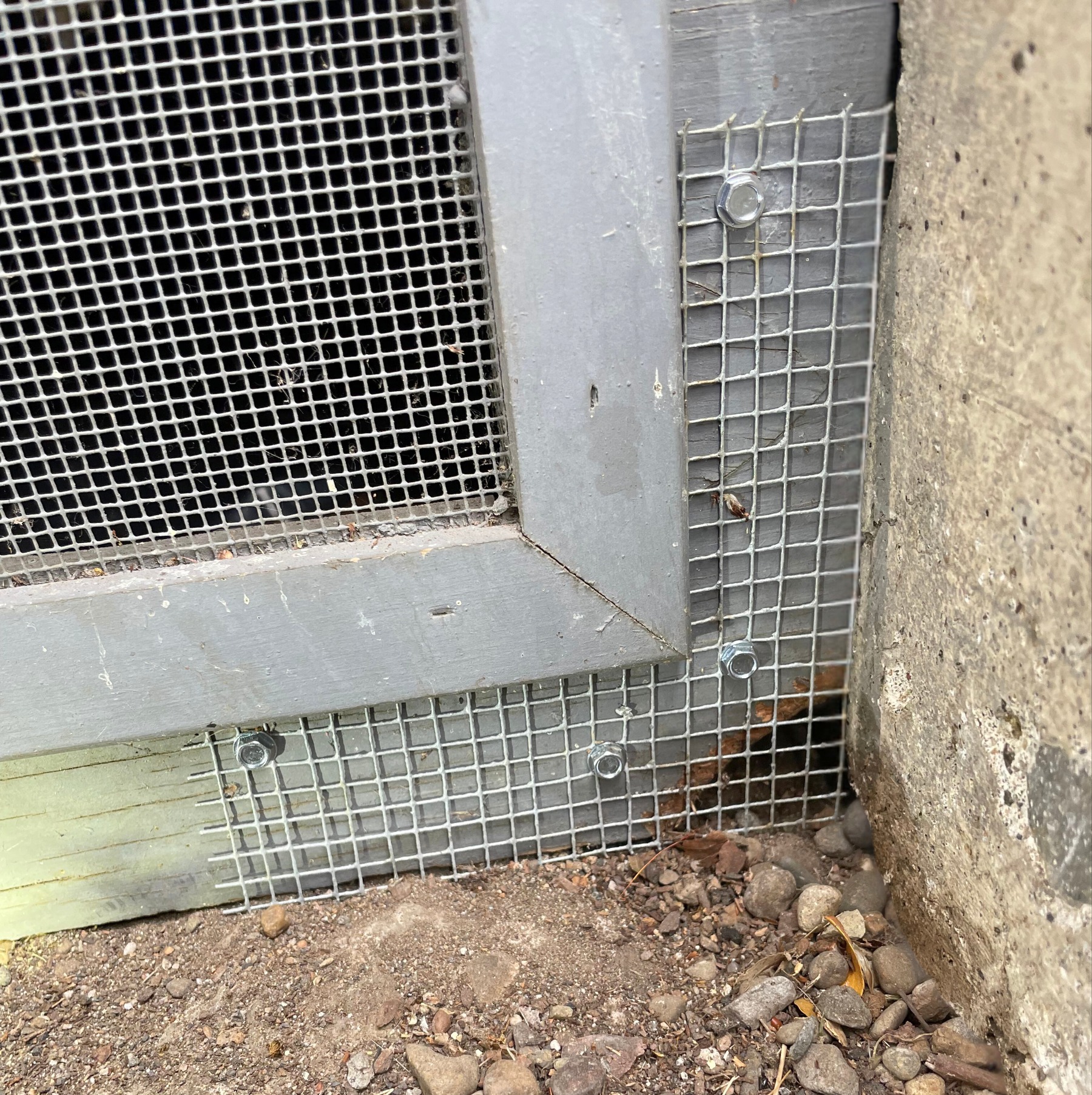 Wire screen installed to exclude rodents